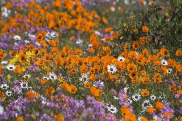 Hãy gặp nhau khi hoa nở tại sa mạc Succulent Karoo mọng nước