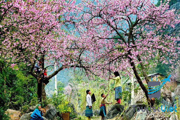 Hà Giang mùa hoa mận đào 2020
